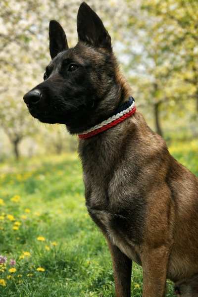 collier centre canin aredien 6