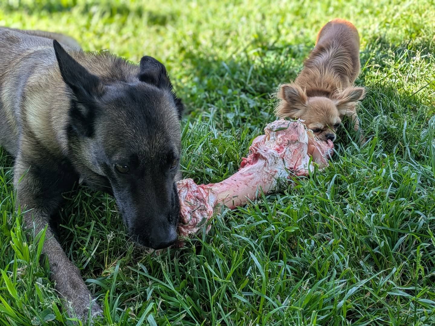 entente chiens